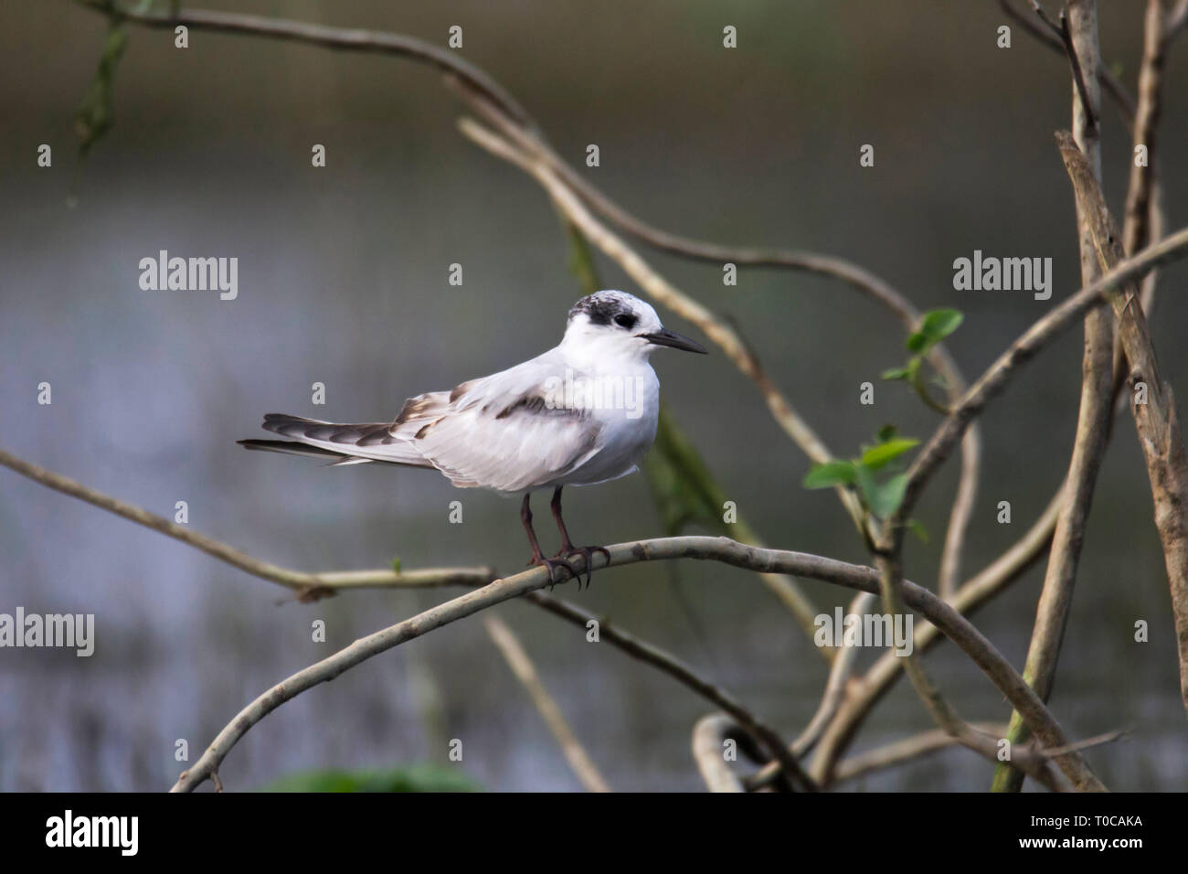 Mignattino piombato, Chlidonias hybrida, India. Foto Stock