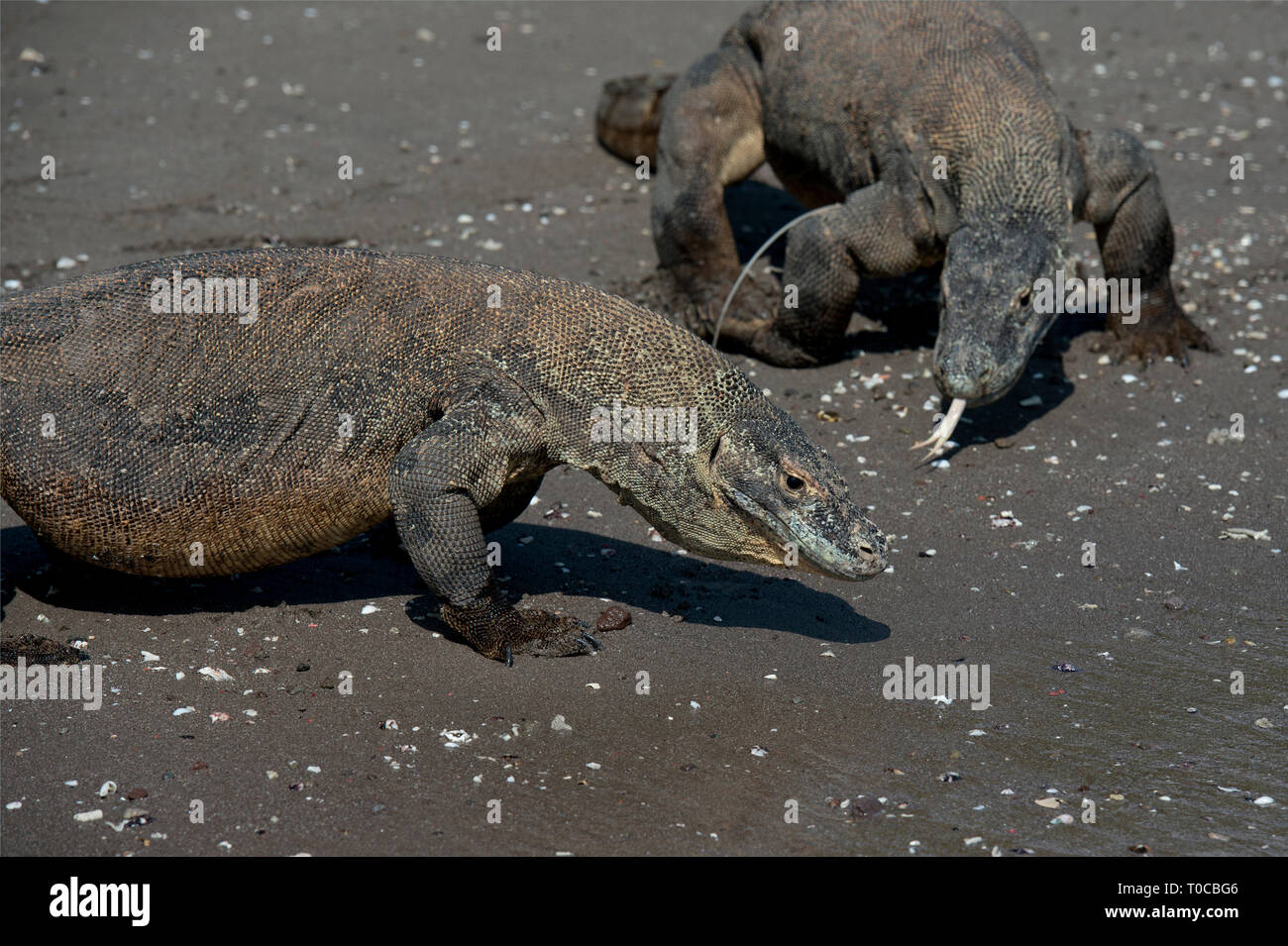 I draghi di Komodo, Varanus komodoensis, coppia camminando sulla spiaggia, baia a ferro di cavallo, sud Rinca Isola, Parco Nazionale di Komodo, Indonesia Foto Stock