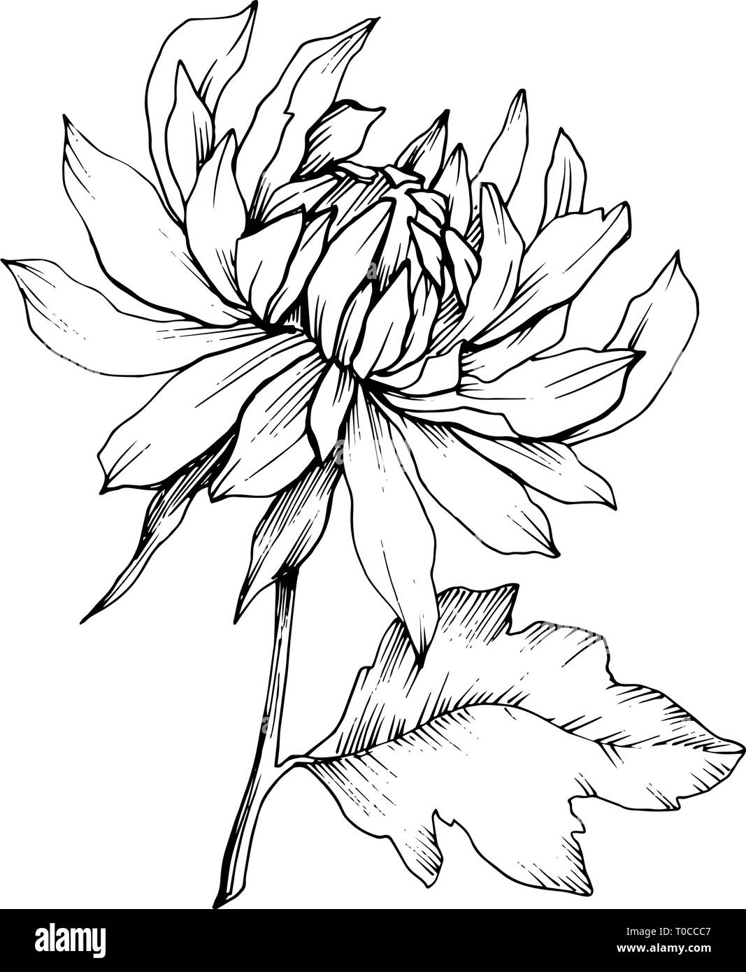 Crisantemo vettore botanico floreale di fiori. Bianco e nero inchiostro inciso art. Fiore isolato illustrazione elemento. Illustrazione Vettoriale