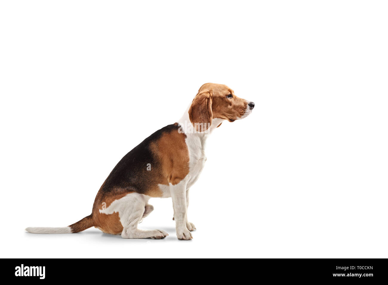 Colpo di profilo di un cane beagle seduto isolato su sfondo bianco Foto Stock