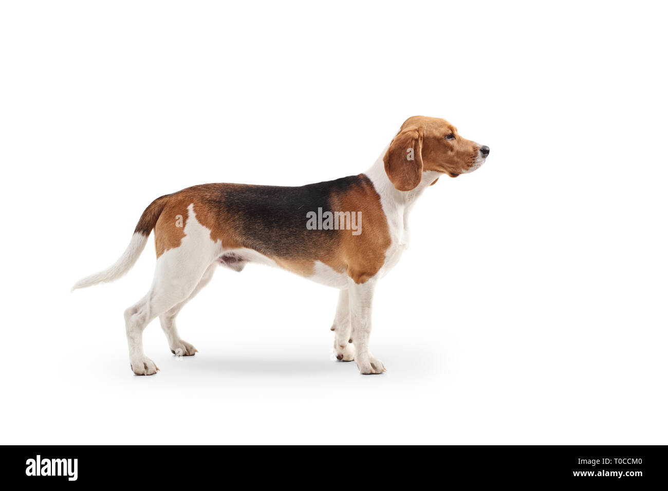 Colpo di profilo di un cane beagle in piedi isolato su sfondo bianco Foto Stock