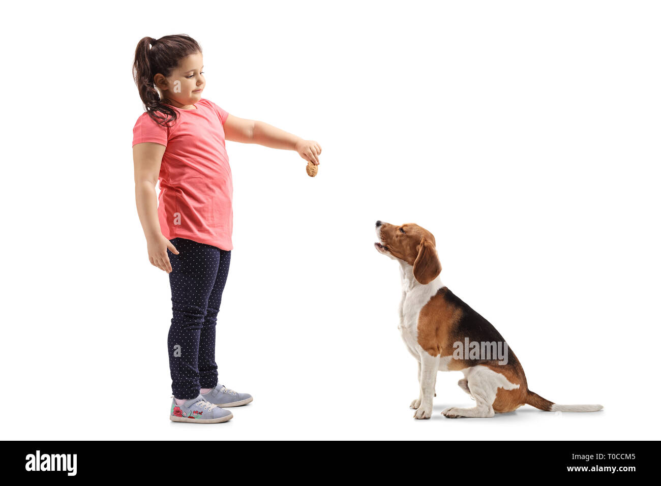 A piena lunghezza shot di una bambina dando un biscotto a un cane beagle isolati su sfondo bianco Foto Stock