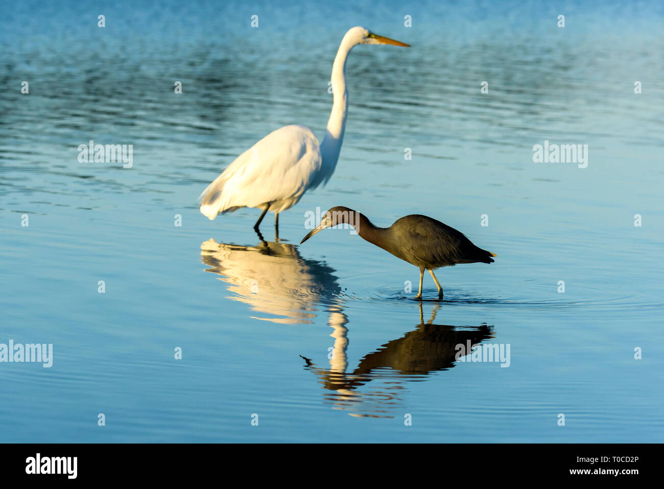 Piccolo airone cenerino (Egretta caerulea) pesca vicino a un airone bianco maggiore nel mare di Tigertail Beach, Marco Island, Florida, Stati Uniti d'America Foto Stock