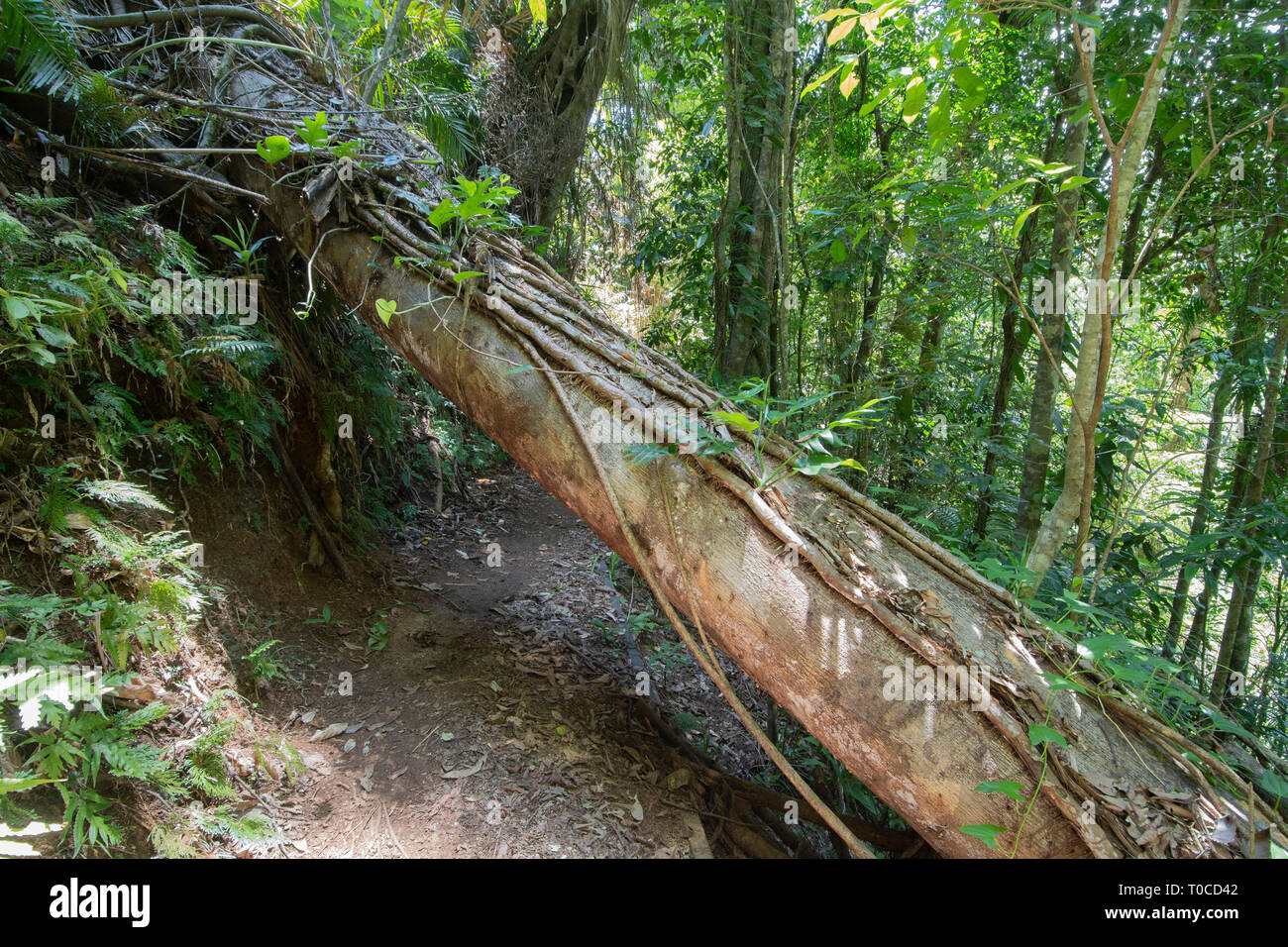 Grande albero caduto attraverso un sentiero a piedi in Wooroonooran National Park, estremo Nord Queensland, FNQ, QLD, Australia Foto Stock