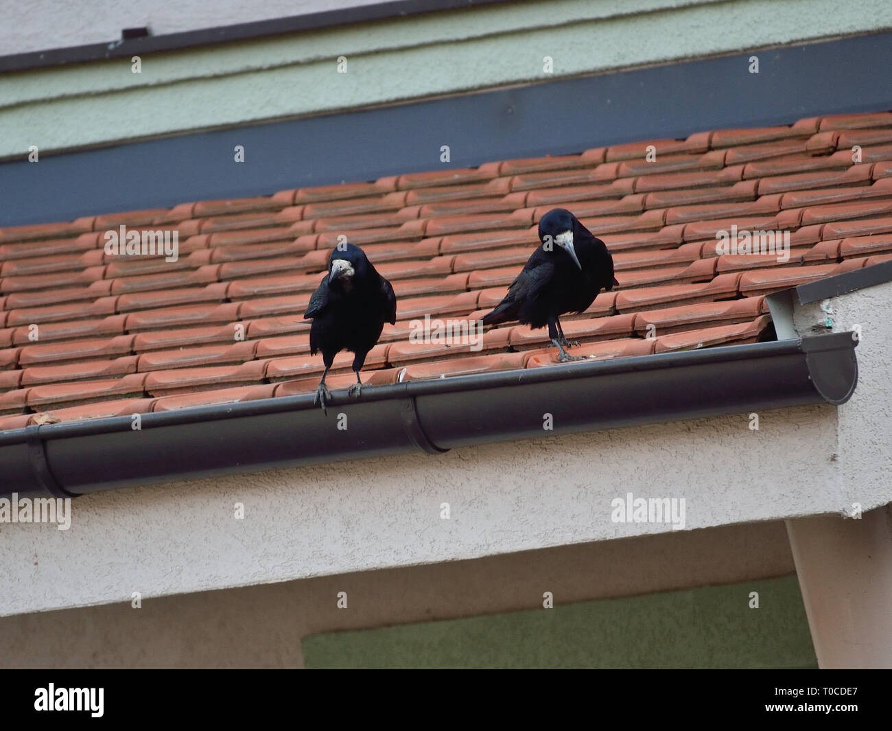 Carrion crow giovane su una grondaia di pioggia sul tetto Foto Stock