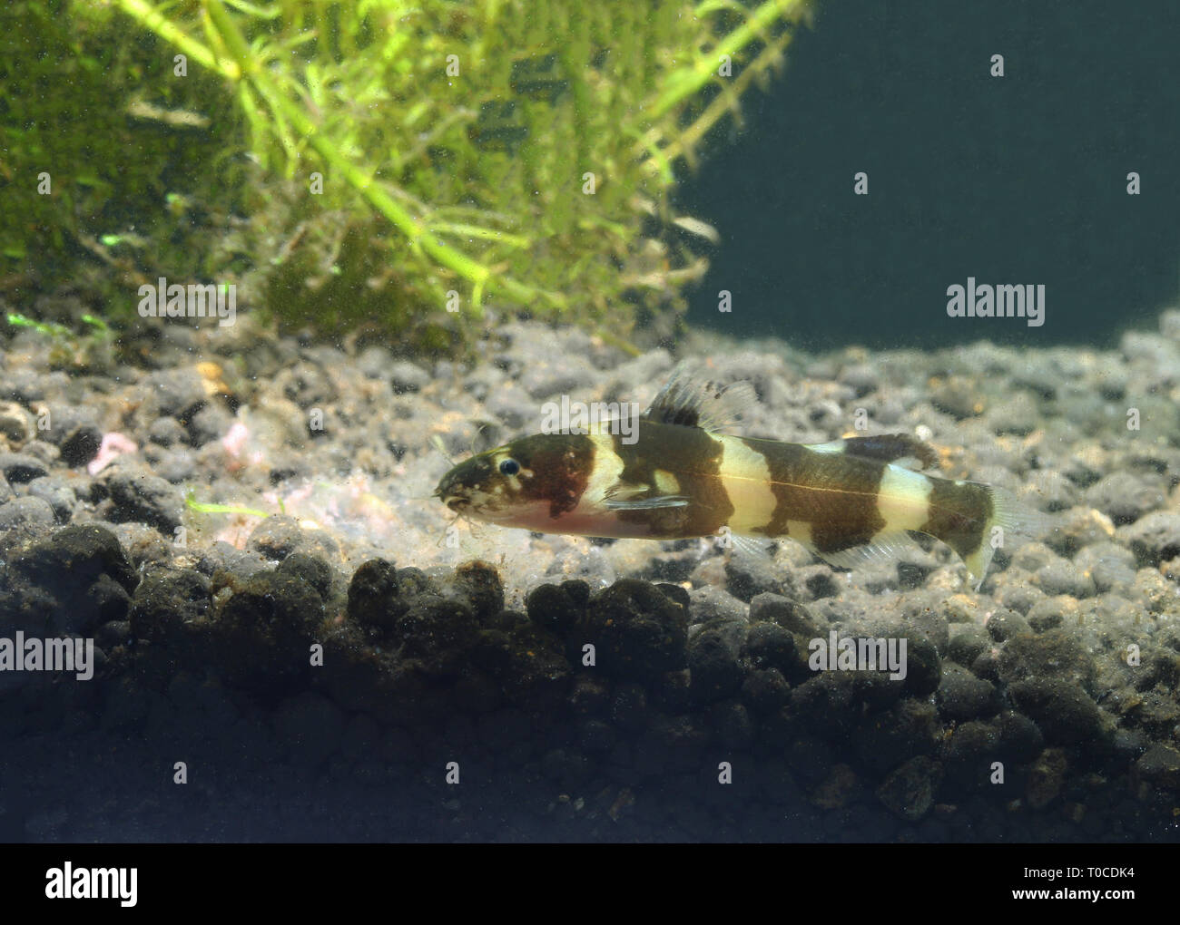 Dwarf bumblebee catfish, Pseudomystus leiacanthus Foto Stock