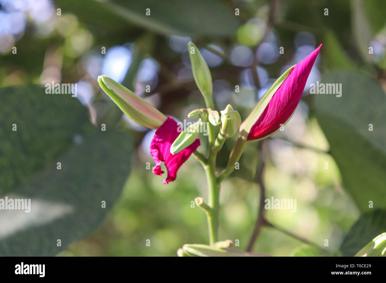 Close-up di germogli di viola bauhinia fiori/viola fiori di orchidea Foto Stock