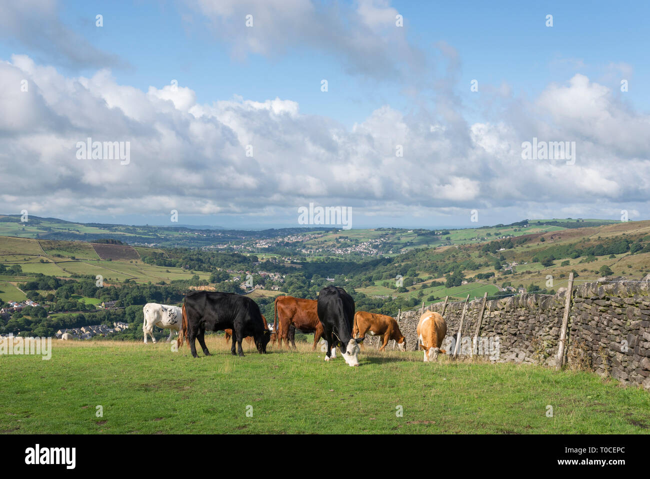 Mandria di mucche al pascolo sulle colline sopra Hayfield nel Derbyshire, Inghilterra in una bella giornata d'estate. Foto Stock