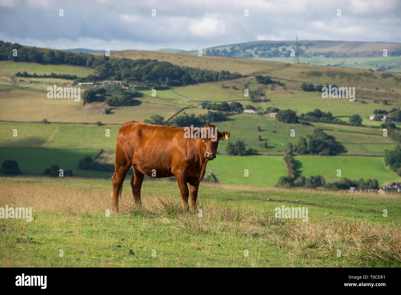Mucca marrone nelle colline del Derbyshire su una soleggiata giornata estiva. Foto Stock