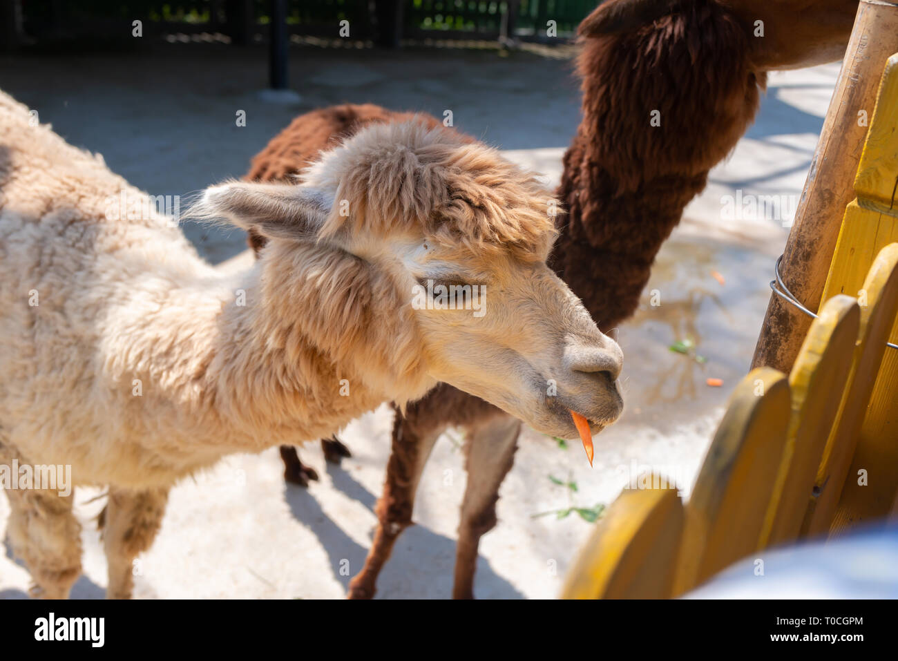 Alimentazione di alpaca in uno zoo Foto Stock