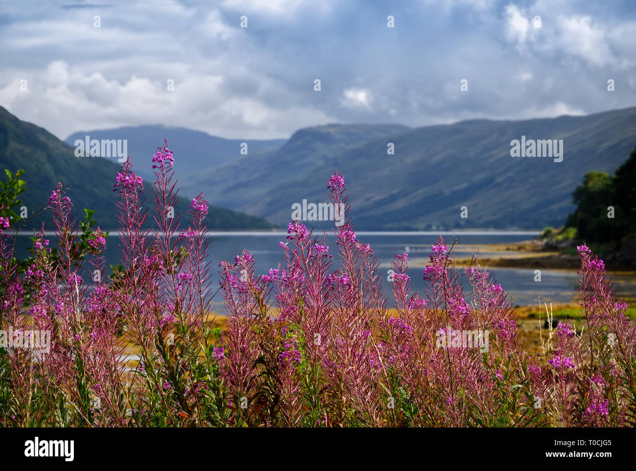 Rosebay Willowherb su Loch Fyne in Scozia Foto Stock