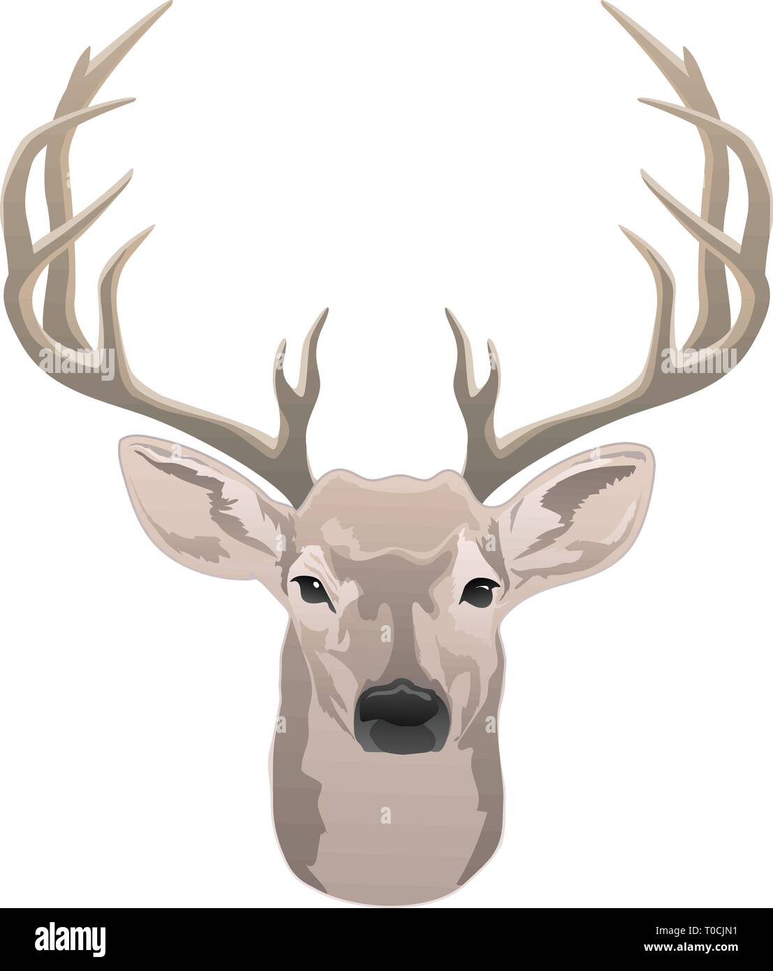 Testa di cervo, bella buck con corna color isolato illustrazione vettoriale Illustrazione Vettoriale