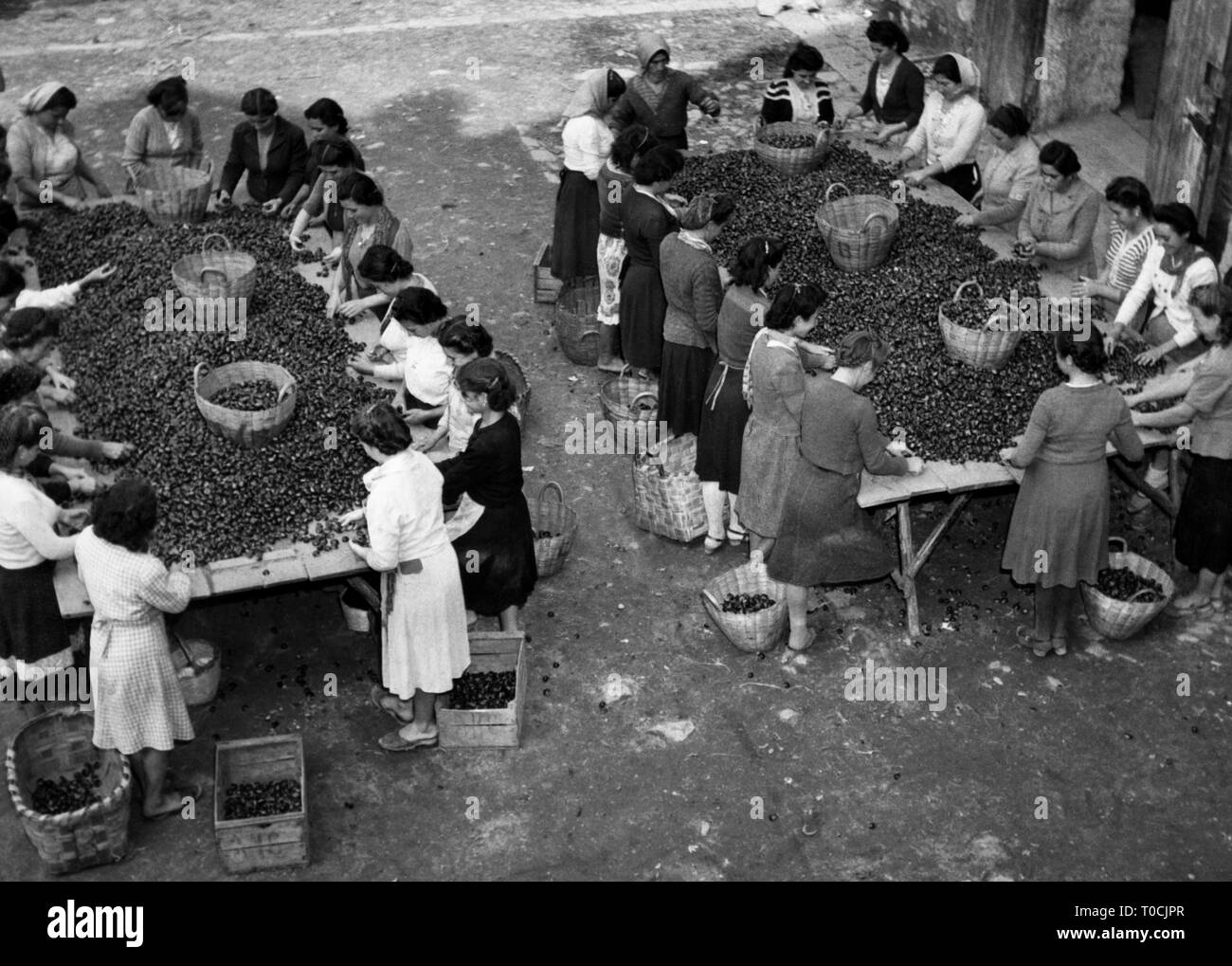 La cernita delle castagne in provincia di Avellino, 1952 Foto Stock