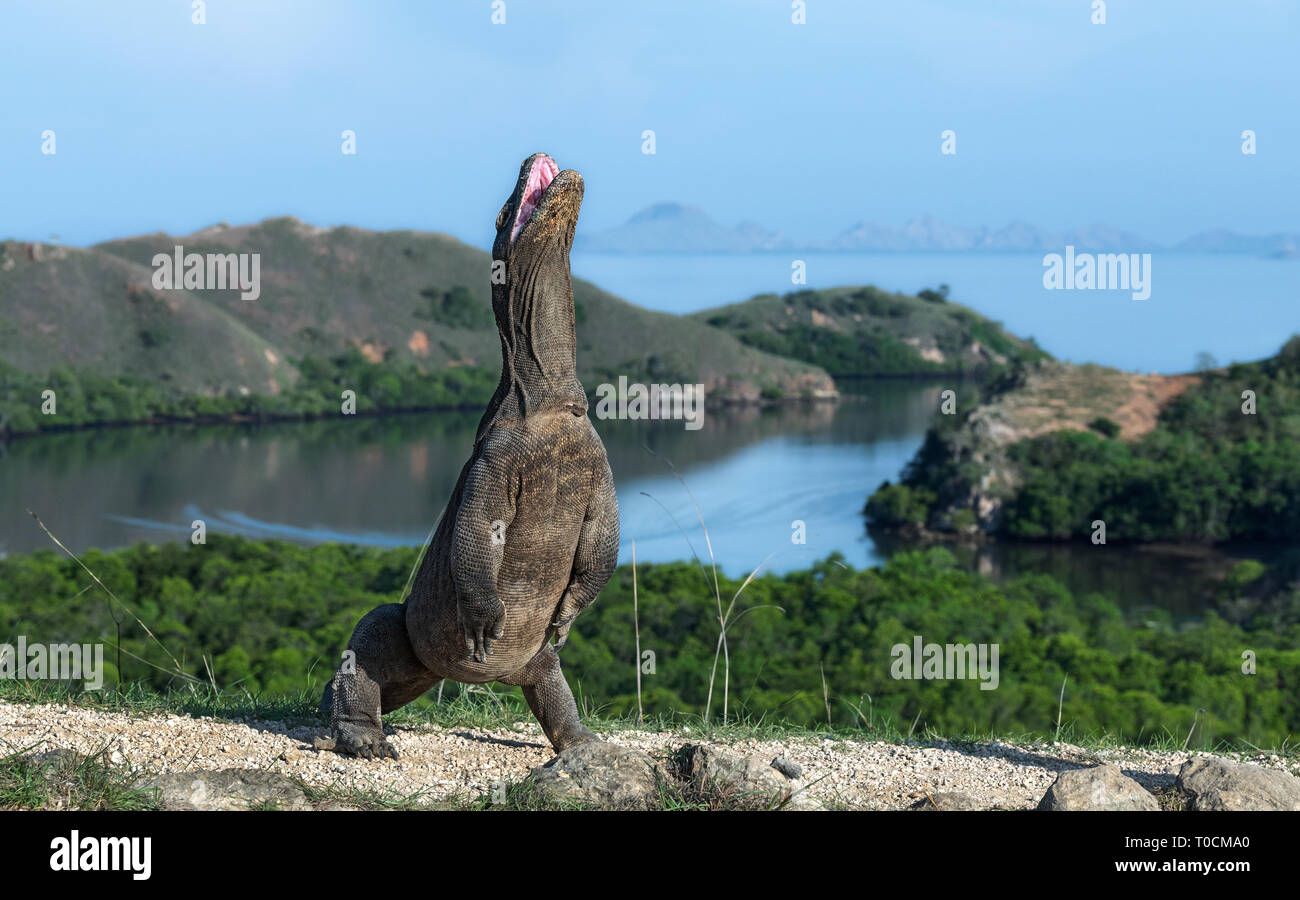 Il drago di Komodo si erge sulle zampe posteriori. Nome scientifico: Varanus komodoensis. Più grande lucertola vivente nel mondo. Isola di Rinca. Indonesia. Foto Stock