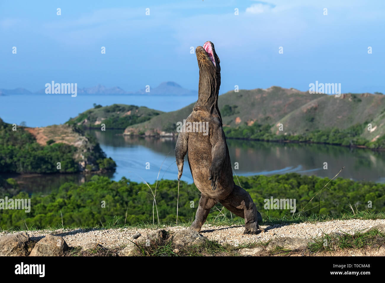 Il drago di Komodo si erge sulle zampe posteriori. Nome scientifico: Varanus komodoensis. Più grande lucertola vivente nel mondo. Isola di Rinca. Indonesia. Foto Stock