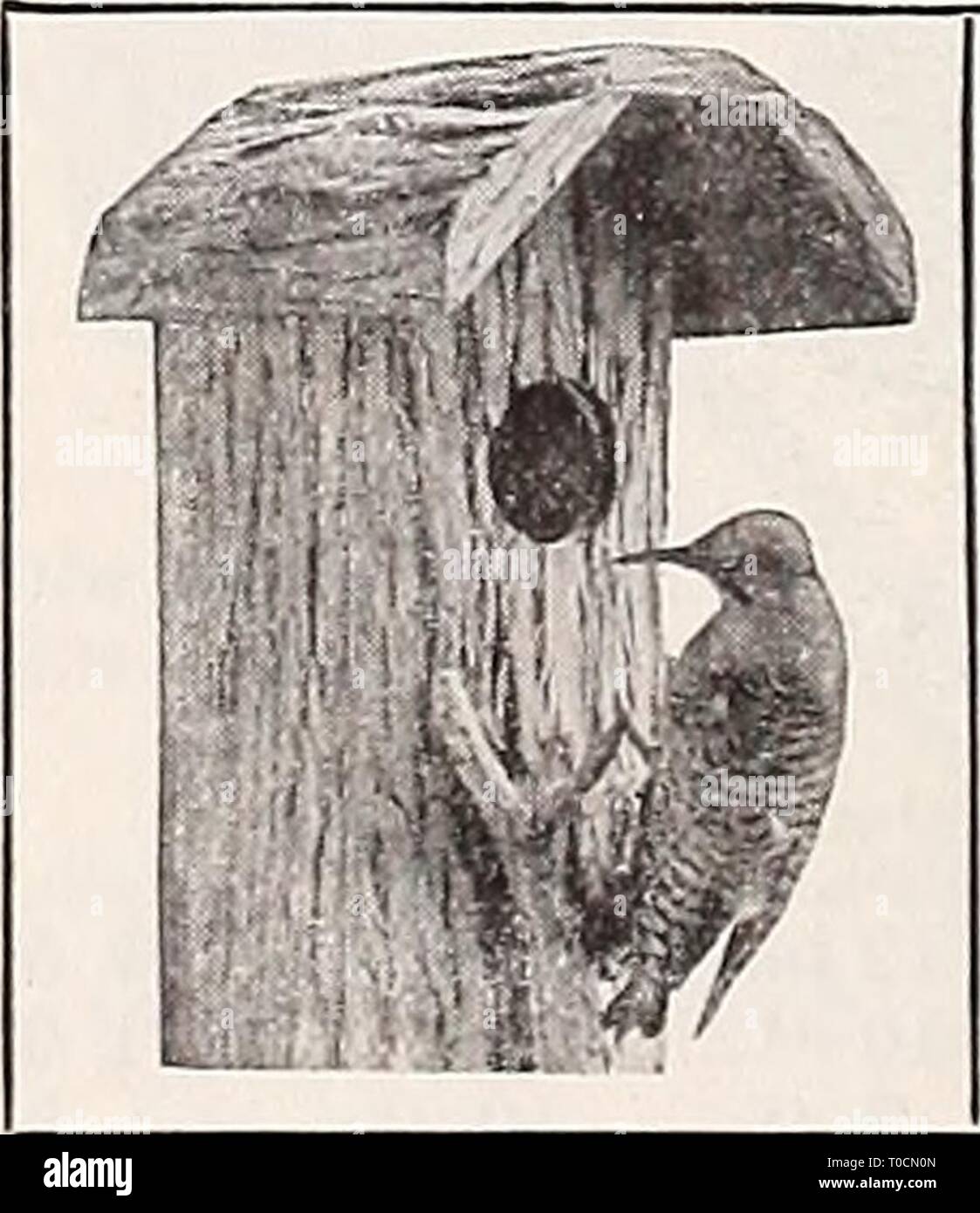 Dreer's garden prenota 1921 (1921) Dreer's garden prenota 1921 dreersgardenbook1921henr Anno: 1921 Standard Pots Flowbk dimensioni. Earthenwake piattini di fibra di legno di gabbie di laminazione standard dei POT del fiore pieno all'interno di misurazione. Nessun addebito per l'imballaggio. Sei alla dozzina di tariffe ; 50 a 100 tariffe ; 500 a 1000 tariffe. Ciascuna. Dozzina. 1000. Se in . .$0 02.. .$0 16. .$1 23. .$11 25 4 2 '. 2. . 16. . 1 23. . 11 25 4 i 2 '. 2. . 18. . 1 40. . 12 75 5 2h '. 3. . 24. . 1 65. . 15 00 5i 3 '. 3. . 28. . 2 14. . 19 50 6 3J'. 4. . 35. . 2 64. . 24 00 6i 3J'. 4. . 39. . 2 97. . 27 00 7 Misure ciascuno. .$0 05 dozzina. . $0 42 6.... .. 5 Foto Stock