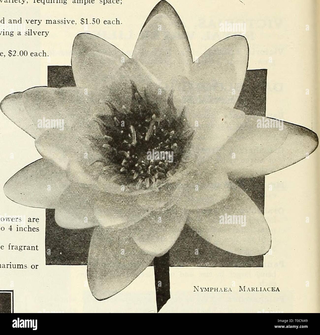 Dreer's garden prenota 1923 (1923) Dreer's garden prenota 1923 dreersgardenbook1923henr Anno: 1923 XYMPH.i.E.-V M.RLI.CEA Nelujibium o Lotus tuberosa. Nativo di una varietà bianca di crescita molto forte, fiori da 4 a 9 pollici, prodotto in moderata quantitj'. Le diverse varietà di Tuberosa sono adatti per la semina in acque profonde e dovrebbe avere molto spazio a disposizione. 50 cts. ciascuna. Tuberosa Maxima. Un libero-fioritura di varietà di cui sopra; da 4 a 8 pollici attraverso, bianco puro, fragrante. 50 cts. ciascuna. Tuberosa Richardsoni. Fiori di colore bianco puro e abbastanza doppio. Nessuna varietà nel nostro giardino di acqua è Foto Stock