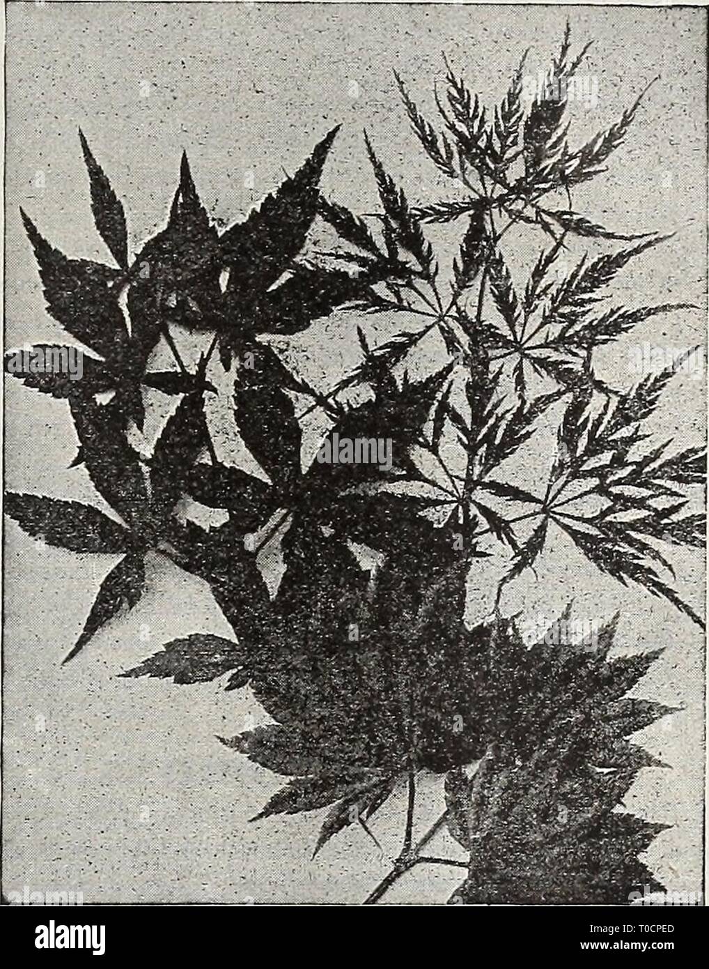 Dreer's garden prenota 1918 (1918) Dreer's garden prenota 1918 dreersgardenbook1918henr Anno: 1918 jHEWADREiR jjAMg^WCROji HARDY5URU6S jJ111 225 Ligustrum Ibota. Un grazioso hardy ligustro dal Giappone, di diffondere- ing abitudine, il cuscinetto piccolo, fragranti fiori bianchi in giugno e luglio. 30 cts. ciascuna. 3 kegelianum. Un bel ligustro giapponese, con diffusione filiali ancV'dark fogliame verde ben contrastante con i racemi di fragranti fiori bianchi in estate; elegante e grazioso come un isolato 'specimen o per una siepe informale. 30 cts. ciascuna. - Ovalifolium Aureum ( oro-lasciava Ligustro). Un bel golden va Foto Stock