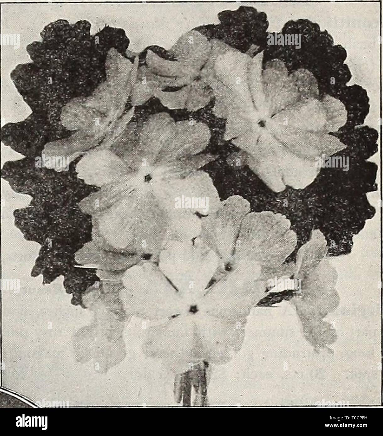 Dreer's garden prenota 1917 (1917) Dreer's garden prenota 1917 dreersgardenbook1917henr Anno: 1917 Giapponese PULMONARIA Pkimroses. (Lungwort, Betlemme salvia.) Angustifolia Azurea (blu Cowslip, o Lungwort). La più bella della blue Cowslips; cresce di circa un piede alto e uno dei primi a fiorire in primavera, cuscinetto attraente a imbuto,deepgentian-fiori blu; molto auspicabile. Saccharata maculata. Un beau- tiful impianto, che rivaleggiano con delle marcature del suo fogliame molte delle più elette hot- casa piante; di facile cultura; fogliame verde profondo, profumatamente chiazzato argentate- grigio, e il terminale 1 f Foto Stock