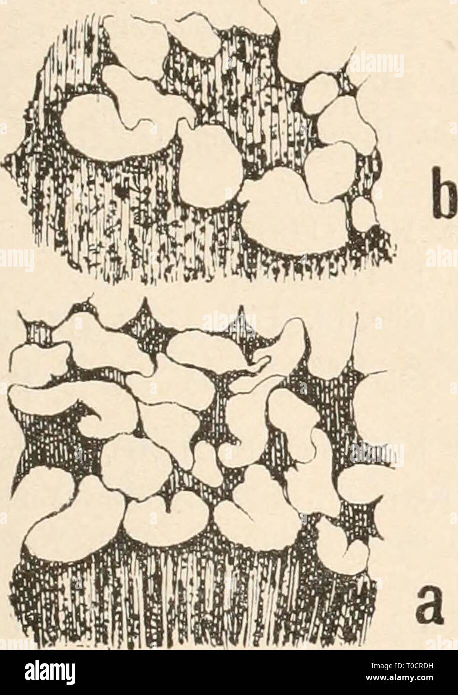 Dr L Rabenhorst's Kryptogamen-Flora von Dr. L. Rabenhorst's Kryptogamen-Flora von Deutschland, Oesterreich und der Schweiz drlrabenhorstskr0110rabe Anno: 1920 299 Plasmodium? Sporangien samt pfriemlichen dem, 0,6 bis 1 mm langen, dunkelpurpurroten Stiel 0,7-1,3 mm hoch, ge- sellig, kugelig, aufrecht oder geneigt, purpurrot. Becherrand tief gezähnt und durchlöchert; zahlreiche, durch sehr starke Netzfäden verbundene, flache Knoten. Netz und Becher dicht mit kugeligen, purpurroten, plasmatischen Granulationen besetzt. Sporen durchfallenden im Lichte blaßviolett, nahezu glatt, 4-0 ft. Schweiz (W Foto Stock