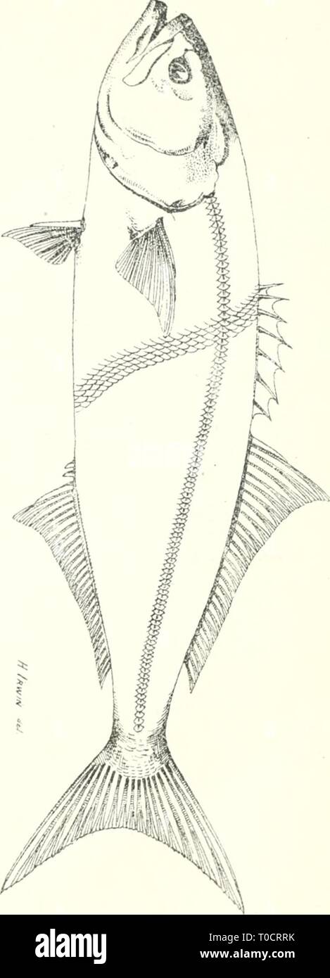 Prodotti commestibili di pesci e crostacei di pesci commestibili e crostacei del Nuovo Galles del Sud ediblefishescrus00ogiluoft Anno: 1893 p Foto Stock