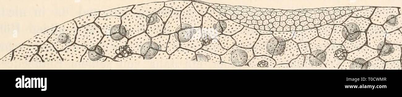 Dr HG Bronn's Klassen und Dr. H.G. Bronn's Klassen und Ordnungen des Thier-Reichs : wissenschaftlich dargestellt in Wort und Bild drhgbronnsklasse0401abron Anno: 1879 Senkrechter Durchschnitt der ßanclparthie von Triclio- plax adhaerens nach p. E. Schulze. Vergr. ***7i montare Trichoplax adliaerens, Randtheil init umgeschlagener Falte nach Behandlung mit Argentum nitricum; vergr. ** L'7i-5 ^^(^^ Fr. E. Schulze. wie fixe Bindegewebskörperchen aussehen, aber wahrscheinlich contractu sind, liegt ein kleiner, ovaler Kern von stärkerem Lichtbrechungsvermögen und neben diesen in der Regel noch ein se Foto Stock