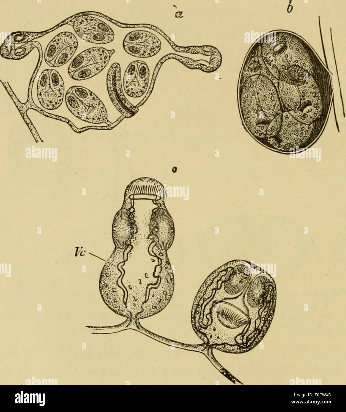 Testo elementare-libro di zoologia, elementari generale libro di testo di zoologia, parte generale e parte speciale: protozoi a insecta elementarytextbo00clau Anno: 1892 332 rLATTlIELMINTUES, acqua e quindi passare il cibo nello stomaco di solito sia erbivori oi- animali onnivori. Non appena l'uovo membrane vengono digeriti o burst per azione dei succhi dello stomaco del nuovo host, gli embrioni che sono stati così impostato alesaggio libero loro â in modo i gastrica o intestinale recipienti per mezzo di theii- sei (raramente) quattro ganci, i punti dei quali può essere avvicinato ed allontanato da un altro Foto Stock Testo elementare-libro di zoologia, elementari generale libro di testo di zoologia, parte generale e parte speciale: protozoi a insecta elementarytextbo00clau Anno: 1892 332 rLATTlIELMINTUES, acqua e quindi passare il cibo nello stomaco di solito sia erbivori oi- animali onnivori. Non appena l'uovo membrane vengono digeriti o burst per azione dei succhi dello stomaco del nuovo host, gli embrioni che sono stati così impostato alesaggio libero loro â in modo i gastrica o intestinale recipienti per mezzo di theii- sei (raramente) quattro ganci, i punti dei quali può essere avvicinato ed allontanato da un altro Foto Stock