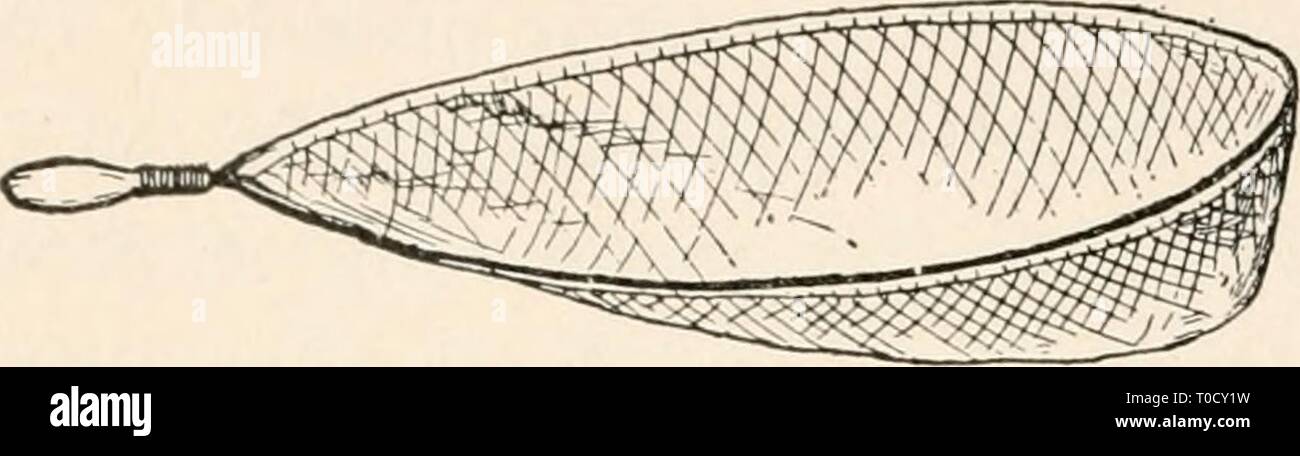 Entomologia elementare ([c1912]) elementare entomologia elementaryentomo00sabbia Anno: [c1912] 334 entomologia elementare quattro piedi di lunghezza, con un gancio doppio in corrispondenza di un lato e una spazzola per l'altro lato in corrispondenza della sua estremità distale per illustrare l'uso di questa apparecchiatura, supponiamo che vogliamo raccogliere gli insetti dalle pietre di ostruzione di un ruscello. Abbiamo posto la net direttamente sotto le ostruzioni e nella corrente, e regolarlo al fondo mediante una pressione verso il basso sulla maniglia con una mano, mentre con l'altra abbiamo rapidamente ribaltare la pietra e con una spazzola per spazzare la libera aggrappandosi agli insetti. Questi sono azionati da th Foto Stock