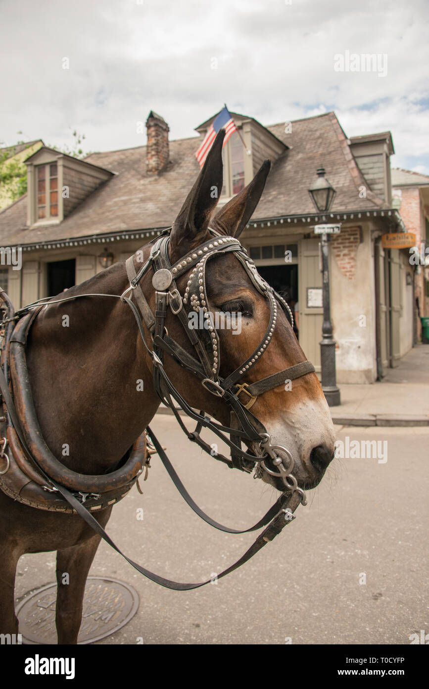 Un mulo attende a dare un giro in carrozza a New Orleans. Il carrello industriale è stato sotto il fuoco di recente a causa di accuse di crudeltà nei confronti degli animali. Foto Stock