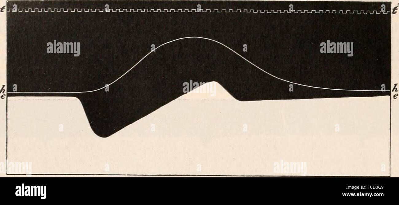 Elektrophysiologie (1895) Elektrophysiologie elektrophysiolog00bied Anno: 1895 344 Die elektromotorischen Wirkungfen der Muskeln. V20 Sekunden. Das guerra Capillarelektrometer mit der base und Spitze der Herzkammer così verbunden, dass sein Ausschlag nach unten ge- richtet guerra, Wenn die base negativ elektrisch gegen die Spitze ist. Foto Stock