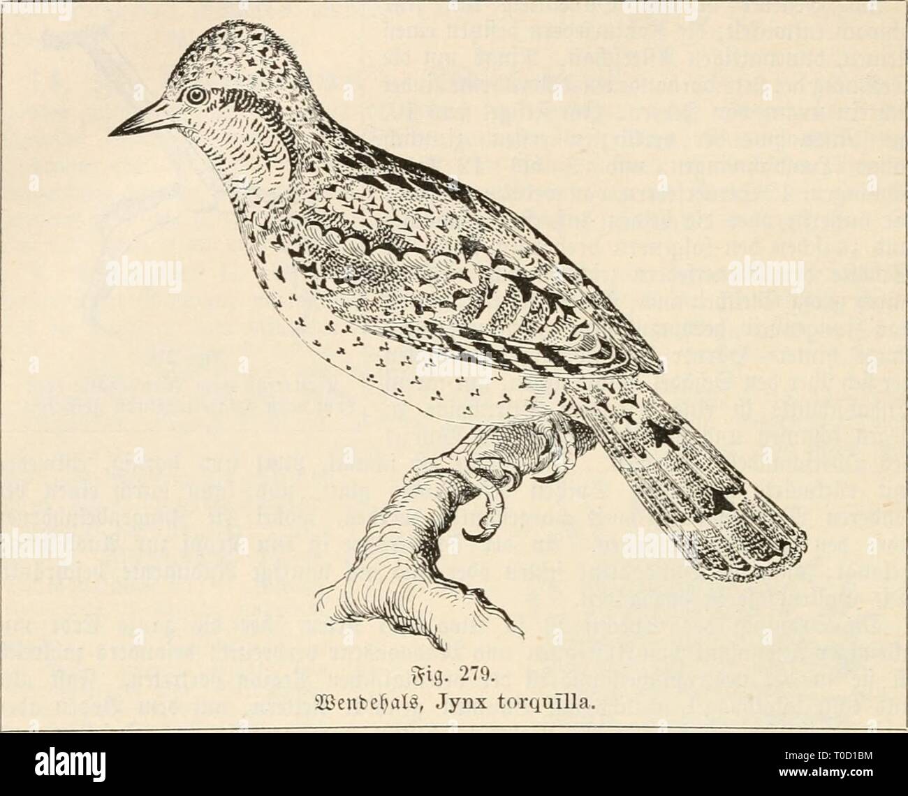 Dr Johannes Leunis sinossi der Dr. Johannes Leunis sinossi der thierkunde. Ein handbuch für Höhere lehranstalten und für alle, welche sich wissenschaftlich mit der naturgeschichte der thiere beschäftigen wollen drjohannesleun01leun Anno: 1883-86 354 3oologie ober 9Zaturgef^id^te essere§ S^terretd)^. febern, fäc^erfcvmigci^ 3lu?brcitcn tci^ (^tranjc^, foiric oft ein f)albc0 (^ließen bev Säugen t&GT;ei-bintet; iruvbe von bcn 3Utit ju 3auberfünften gebrauAt. §.238. 2. g. Piciiiiinidae, V 3S5dcibfcfttvan;jfpecftte (§.236,2.). ®d)nabe( gerobe, tegelförmig, un ber @vifee feitttc^ jufammengebrücft, Foto Stock