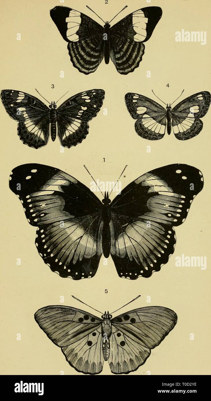 Testo elementare-libro di entomologia (1892) elementare libro di testo di entomologia elementarytextbo00un kirb Anno: 1892 XLIY piastra. Foto Stock