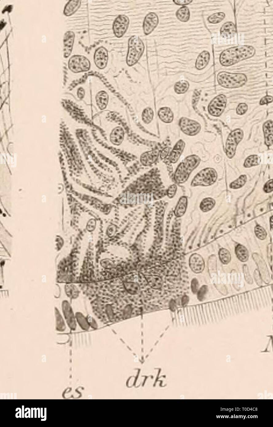 Dr HG Bronn's Klassen und Dr. H.G. Bronn's Klassen und Ordnungen des Thier-Reichs : wissenschaftlich dargestellt in Wort und Bild drhgbronnsklasse040102bron Anno: 1912 ® - /'^r^ # 'iÄMM WS 5. un&LT;? Sep J7n^f r^^^^^^^y-^^^^"f^ rh riypZ U- V 12. 13. 93^ Foto Stock