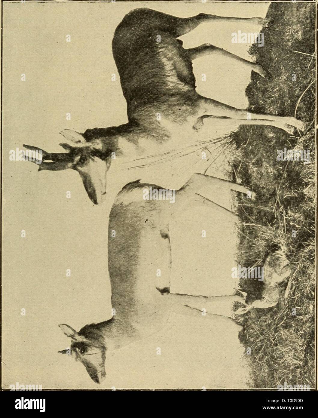 Zoologia elementari (1902) elementare zoologia elementaryzoolog00kell Anno: 1902 corda di diramazione A: classe Mammalia 395 cammelli, suini e ippopotami. Il Artiodactyls com- prise due gruppi, i ruminanti e non ruminanti. Tutti i nativi di Ungulata dei nostri Stati del Nord appartengono ai ruminanti, così chiamato a causa della loro abitudine di masticare un cud. Un primo di ruminanti preme il suo cibo in una sfera, rondini in un particolare di una delle divisioni del suo quattro-chambered dello stomaco e più tardi regurgitates in Foto Stock