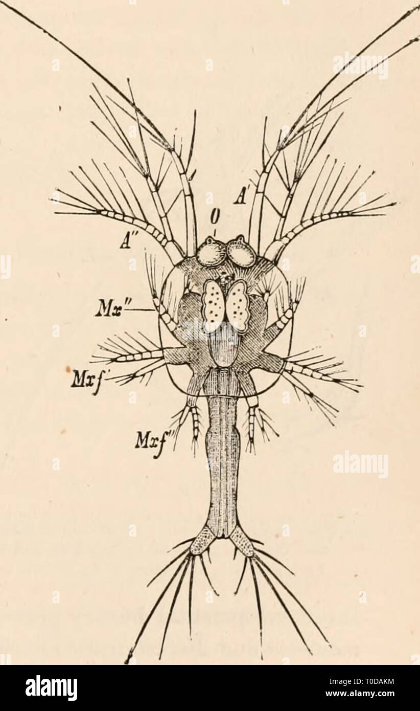 Testo elementare-libro di zoologia, tr elementari di libro di testo di zoologia, tr. e ed. da Adam Sedgwick, con l'assistenza di F. G. Heathcote elementarytextbo01clau Anno: 1892-1893 FIG. 307.-larva di Penaftig (dopo Fr. Muller). a, forma Nanplius visto dalla faccia dorsale sur- faccia. 6, stadio Hetanauplius visto dal lato sinistro; MX', anteriore maxilhv; Mx1', pos- terior maxilhe; Ol, sesta e settima coppie di appendici o prima e seconda maxillipeds. c, Zoa;una fase ; 0, gli occhi. rappresentato dalle superfici sottili dei lati del cephalo-protezione toracica, al di sotto del quale una corrente continua di acqua fluente fr Foto Stock