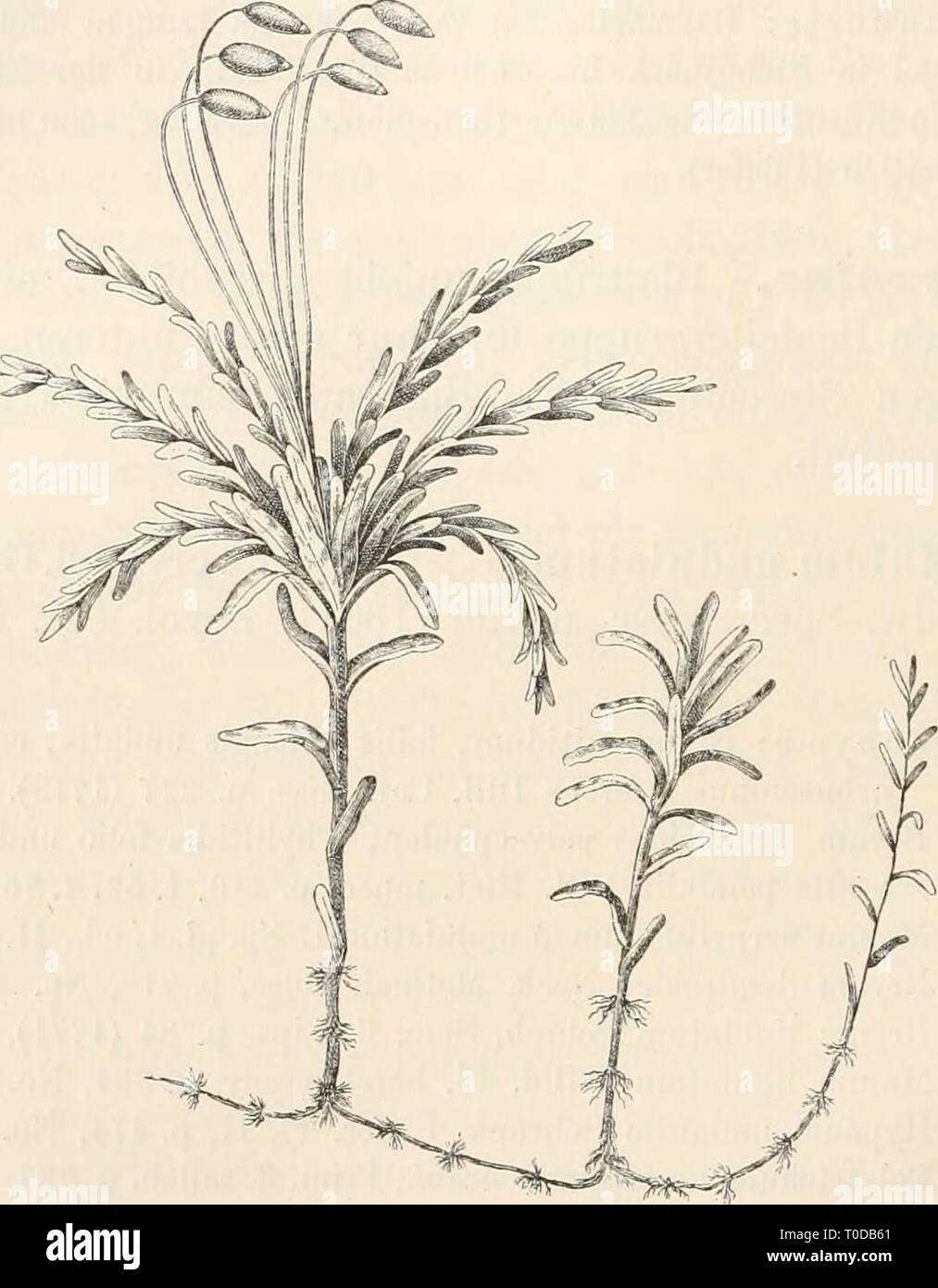 Dr L Rabenhorst's Kryptogamen-Flora von Dr. L. Rabenhorst's Kryptogamen-Flora von Deutschland, Oesterreich und der Schweiz drlrabenhorstskr0402rabe Anno: 1895 468 Zweihäusig; S Blüthen scheibenförmig breit, die sehr zahlreichen Antheridien mit viel keulenförmigen Paraphvsen und kleinen Blätt- chen untermischt. - Prachtmoos von bäumchen artigem Habitus! Rasun sehr locker und ausgedehnt, sattgrün, nicht glänzend, nur am Grunde rostfilzig. Fertile Stengel nieder aus- liegender base aufrecht, bis 12 cm hoch, einfach oder getheilt, am Ende mit grosser Blattrosette; sterile zahlreich Sprossen, Fis Foto Stock