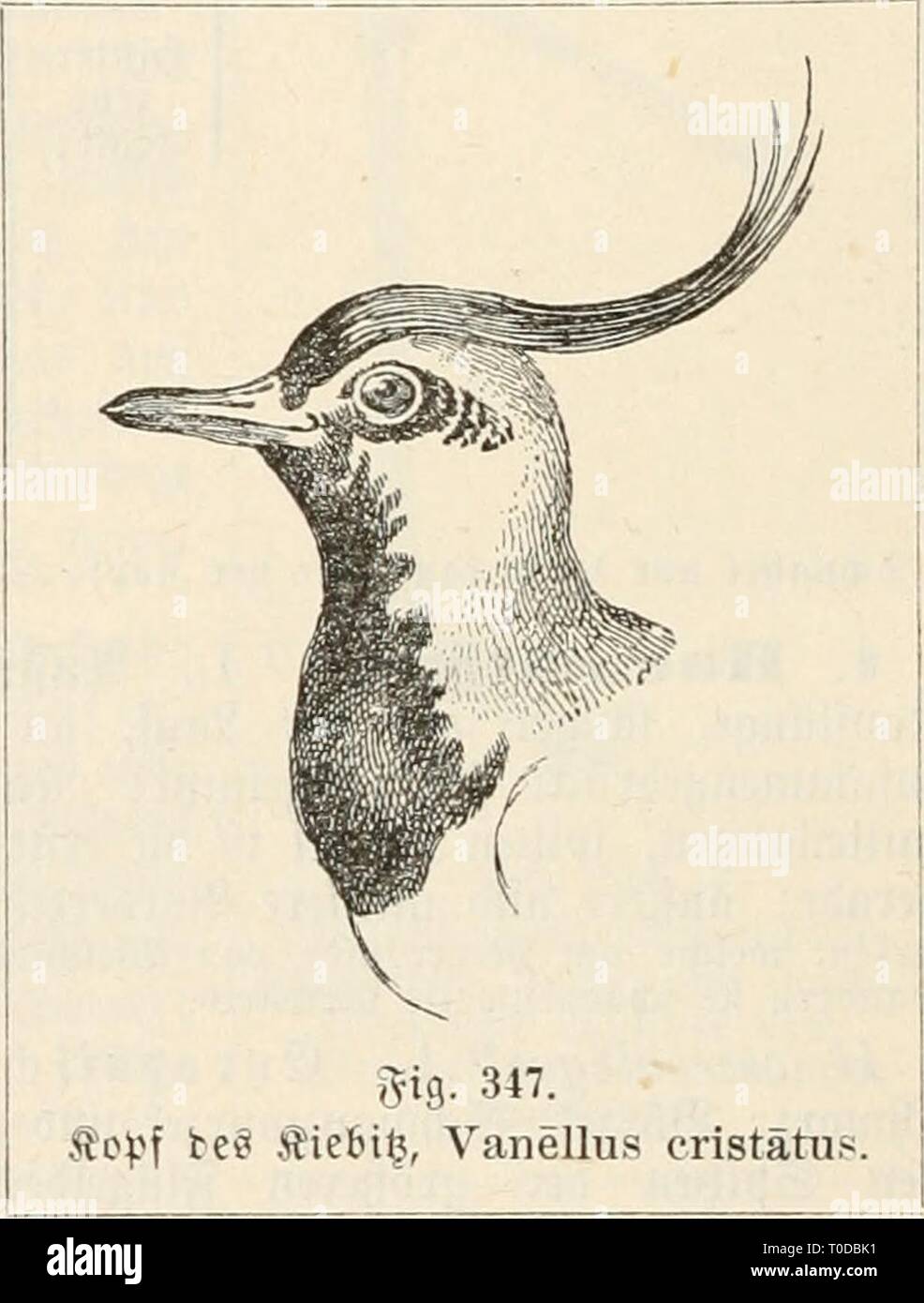 Dr Johannes Leunis sinossi der Dr. Johannes Leunis sinossi der thierkunde. Ein handbuch für Höhere lehranstalten und für alle, welche sich wissenschaftlich mit der naturgeschichte der thiere beschäftigen wollen drjohannesleun01leun Anno: 1883-86 468 3oo(ogie ober ^JJaturgcic^t^te essere§ S^^icrretc^S. §. 312. ®pt^e fd)tt)ava;@CF)nabet [dparj; GU^ gelbrotf); ?änge 24 cm; gUigellänge 15'"i^; @cf)lt)anjlänge G '". 3^ i,en ncvtlic^cn egenfcen ber alten unb neuen SBcIt ben Wecrc^" füftcn entlang; un ber beutfc^en 9^orb= unb Dftfectüftc im Stpril unb Sluguft. ". Oeclicnetiiii!""' Temm. 3^rtfl. ®cf) Foto Stock