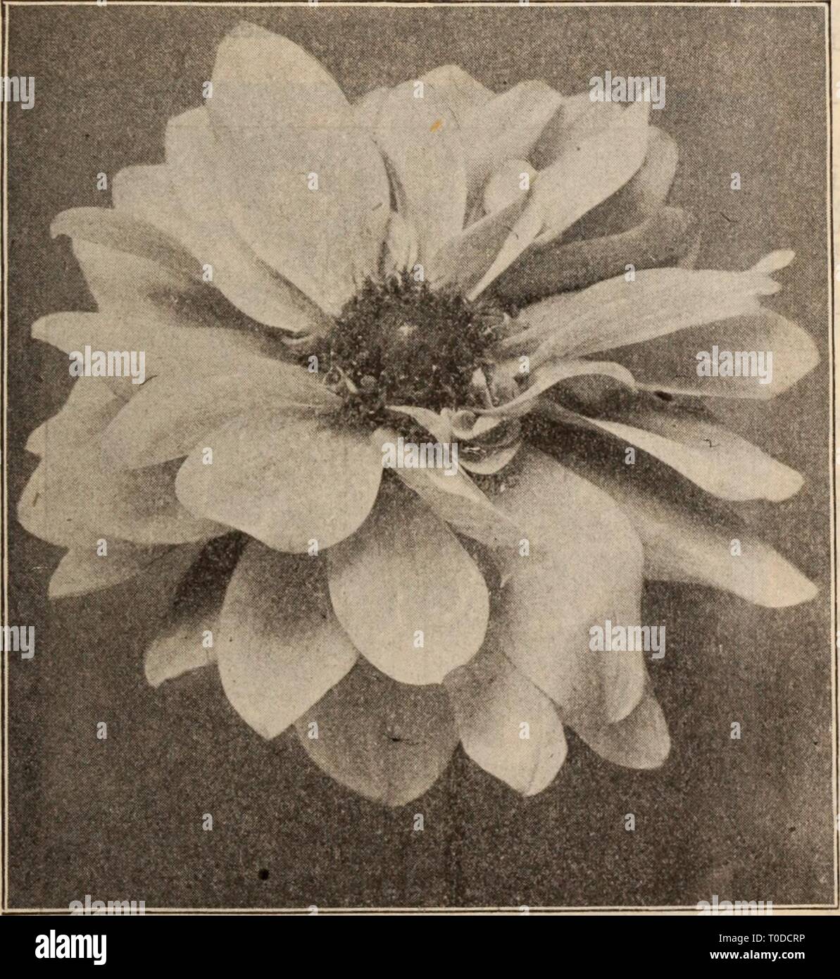 Dreer all'ingrosso listino prezzi Dreer all'ingrosso listino prezzi / Henry A. Dreer. dreerswholesalep1912dree Anno: PAEONY-FLOWEJREiD DAHLIA RIEiSEN BDEILWEISS Perù. Vellutato-marrone sono indicati in nero ombreggiato quando si apre per la prima volta- ing, diventando soffusa con garnet come esso si sviluppa; molto ricco. Piante pronto Aprile 15th. 75c ciascuna. Porcupine. massa bianco lavato con soft rosa. Piante pronto Aprile 15th. 35c ciascuna. La principessa Royal. Giallo con sovrapposto un roseo sheen. Piante pronto Aprile 15th. 35c ciascuna. Il rev. H. J. cucina. La squisita viola-rosa con sul- phur-macchie gialle. 50c ciascuna. Gemma giallo. Una splendida canary-giallo. Le piante r Foto Stock