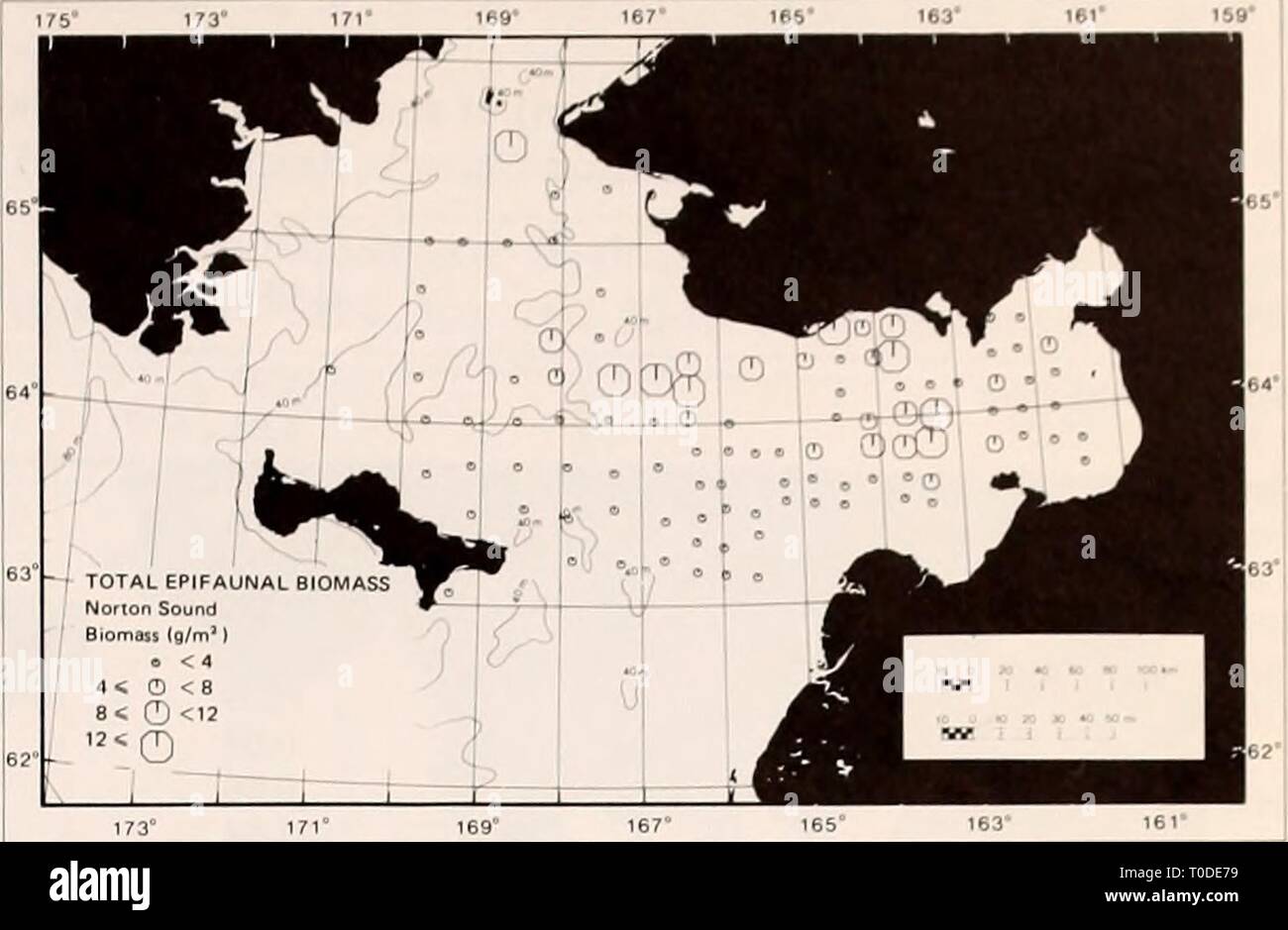 La parte orientale del Mare di Bering ripiano la parte orientale del Mare di Bering ripiano : oceanografia e risorse / a cura di Donald W. cofano e John A. Calder easternberingsea00cofano Anno: 1981 Figura 65-3. Rete a strascico bentoniche stazioni occupate in piastrella del nord-est del mare di Bering, 1976. Ho totale biomassa EPIFAUNAL Norton Sound ho Biommi l9/m' &gt; 4 ^ O &lt; 8 8&LT; o &lt;'J 12* Q 173° 17 Figura 65-4. La distribuzione e la biomassa di epifauna totale nel nord-est del mare di Bering. Invertebrati inclusi 11 phyla, 94 famiglie e 186 specie. Phyla contenente la maggior parte delle specie sono state MoUusca (71 specie), artropodi (39) Foto Stock
