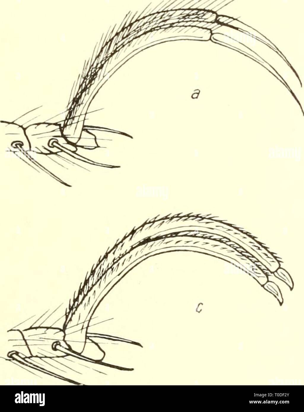 Dr H G Bronn's Klassen Dr. H. G. Bronn's Klassen und Ordnungen des Thier-Reichs : wissenschaftlich dargestellt in Wort und Bild drhgbronnsklasse544bron Anno: [1892- ] VII. Systematik 535 Diese Art ist die einzige uns bisher vorliegende, deren &lt;$&LT;$ die drei Vorderzähne des unbeweglichen dita spitz-kegelförmig und isoliert, d. h. nicht wie bei don übrigen Galeodes- $ j auf einer Leiste vereinigt, aufweisen. S, $ : Algier (Figig); Marokko (fez) - (vidi 2 ^, 1 $, inkl. Typus). 73. Galcndes mini "ms nov. spec. nur $ - Marokko (Marakesch) (vidi 2 $, typus). 74. Galeodes minitor nov. spec. n Foto Stock