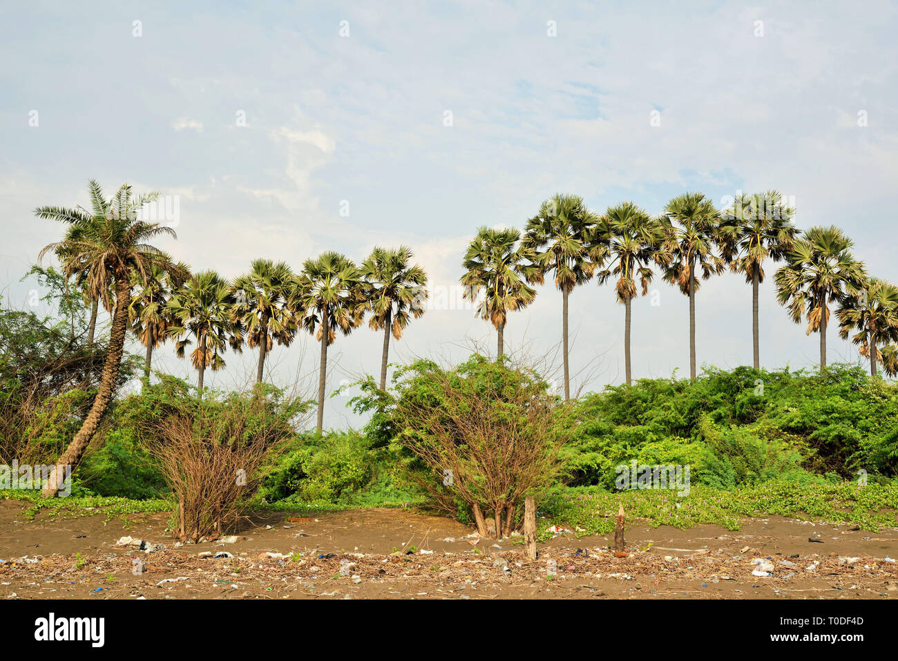 Palmyra palme, Bhagal beach, Valsad, Gujarat, India, Asia Foto Stock