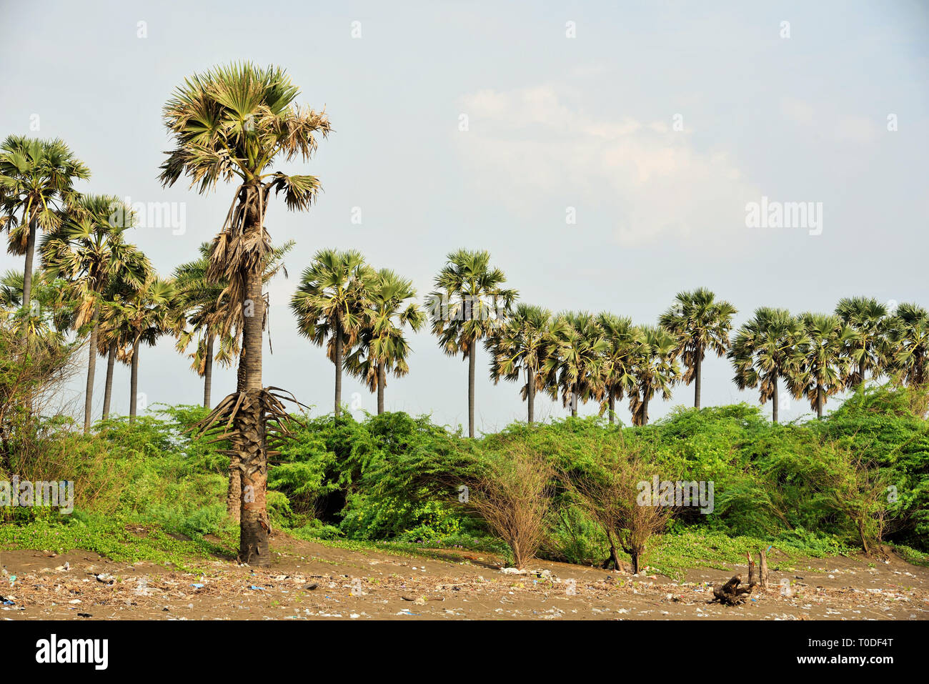 Palmyra palme, Bhagal beach, Valsad, Gujarat, India, Asia Foto Stock