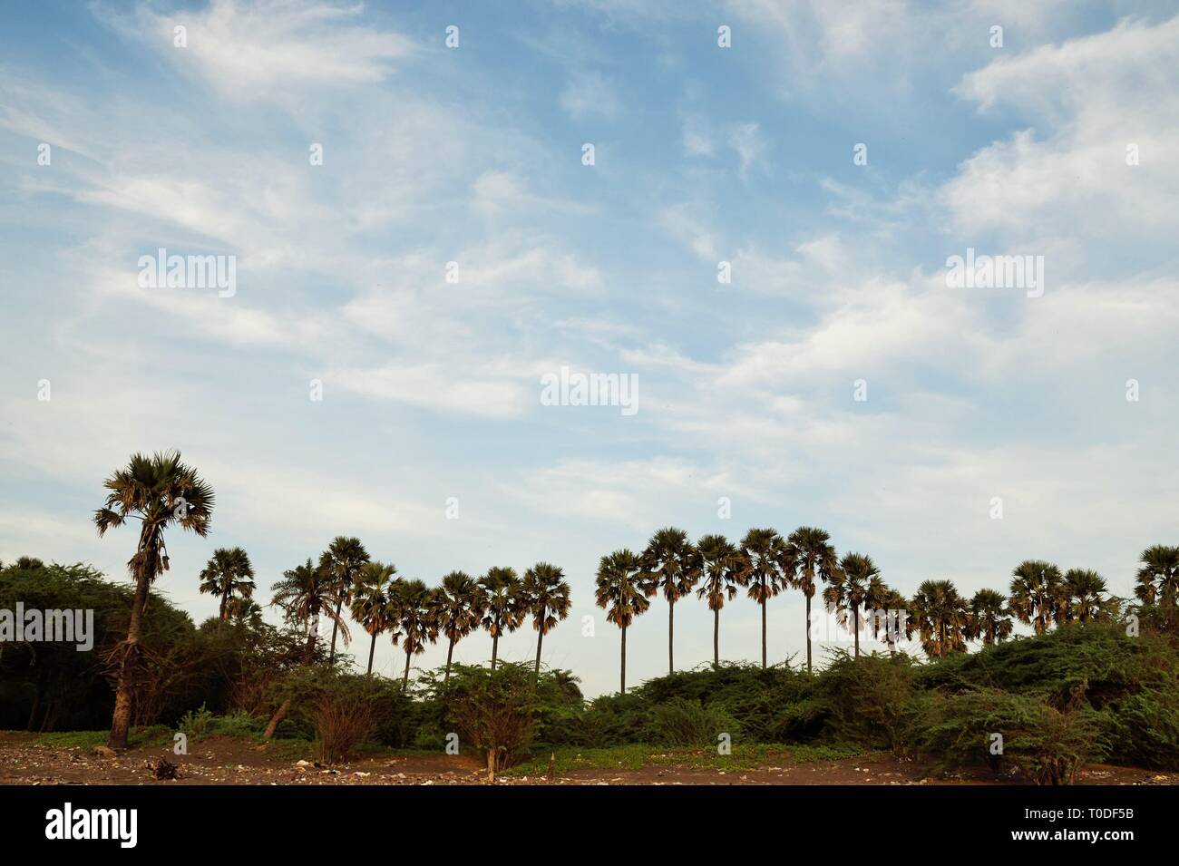 Gli alberi di palma, Bhagal beach, Valsad, Gujarat, India, Asia Foto Stock