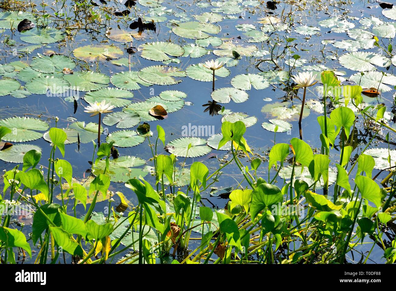 Bianco fiore di loto in uno stagno, Bhadeli, Valsad, Gujarat, India, Asia Foto Stock