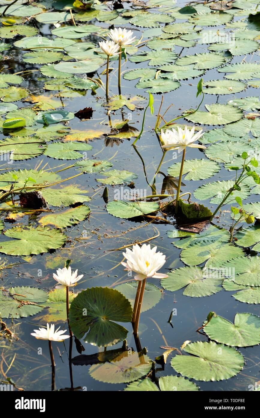 Bianco fiore di loto in uno stagno, Bhadeli, Valsad, Gujarat, India, Asia Foto Stock