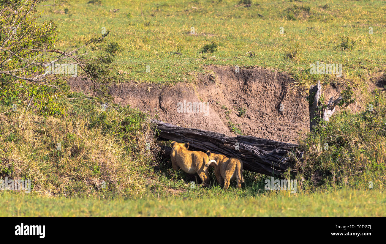 Due cuccioli di leone sta cercando un den. Kenya, Africa Foto Stock