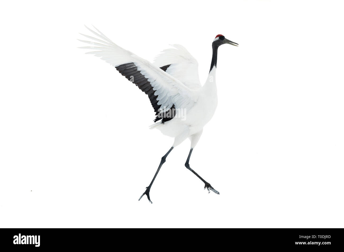 Dancing gru. Il matrimonio rituale danza. Isolato su bianco. Il rosso-Crowned Crane. Nome scientifico: Grus japonensis, chiamato anche il giapponese o uomo Foto Stock