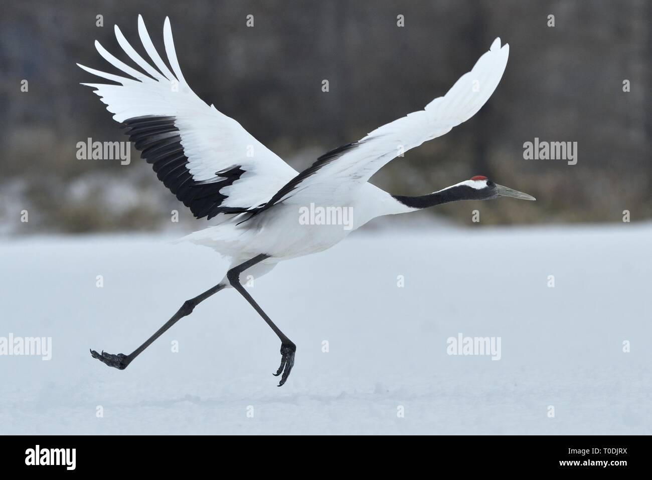 Lo sbarco di gru. Il rosso-Crowned Crane. Nome scientifico: Grus japonensis, chiamato anche il giapponese o Manchurian gru, è un grande East Asian gru Foto Stock