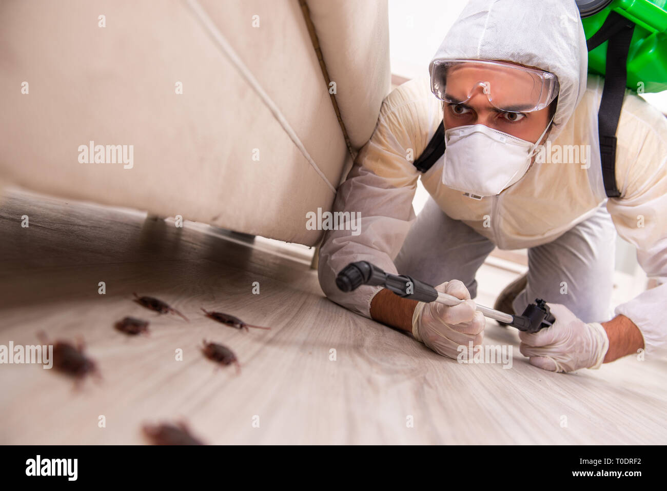 Pest Control imprenditore lavora nell'appartamento Foto Stock