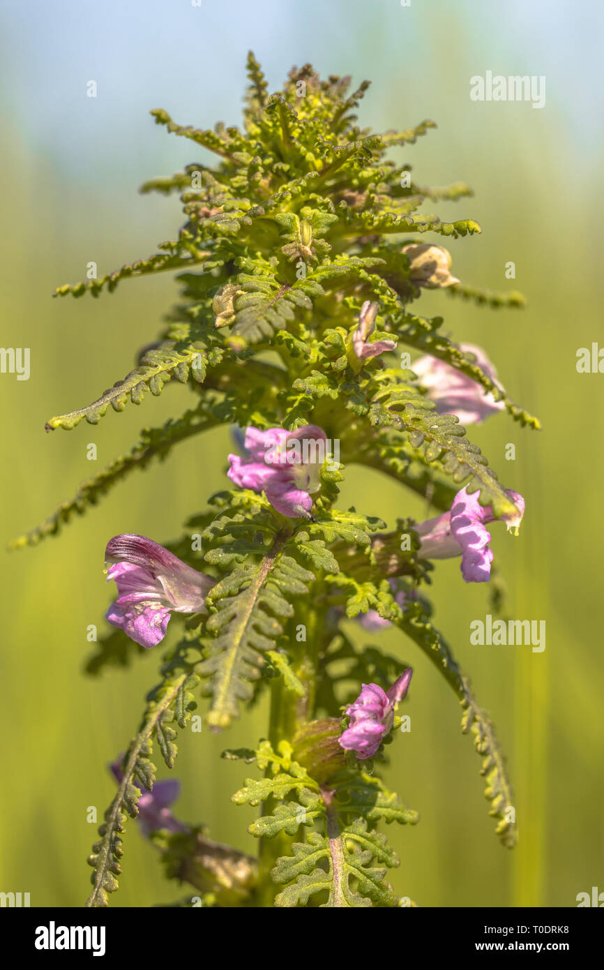 Marsh Lousewort (Pedicularis palustris) fiori di colore rosa sulla pianta verde e lo sfondo Foto Stock